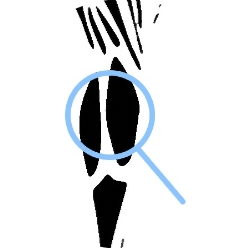 calf illustration round